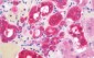 DPP9 Antibody (clone 6A12)